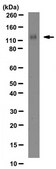 Anti-Integrin &#945;1 Antibody, clone FB12 clone FB12, Chemicon&#174;, from mouse