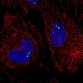 Anti-RORC antibody produced in rabbit Prestige Antibodies&#174; Powered by Atlas Antibodies, affinity isolated antibody