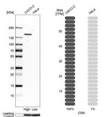 Anti-CGN antibody produced in rabbit Prestige Antibodies&#174; Powered by Atlas Antibodies, affinity isolated antibody, buffered aqueous glycerol solution, ab3