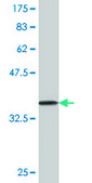 Monoclonal Anti-DDEF1, (C-terminal) antibody produced in mouse clone 1B5, purified immunoglobulin, buffered aqueous solution