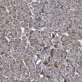 Anti-RECQL antibody produced in rabbit Prestige Antibodies&#174; Powered by Atlas Antibodies, affinity isolated antibody, buffered aqueous glycerol solution