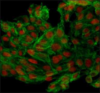 Anti-p53 antibody, Mouse monoclonal clone BP53-12, purified from hybridoma cell culture