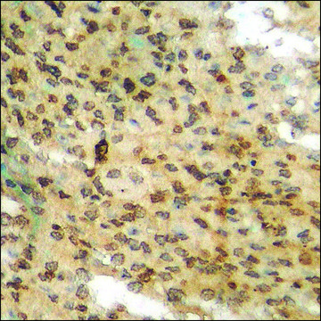 Anti-phospho-AurB (pTyr12) antibody produced in rabbit affinity isolated antibody