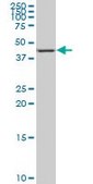 Monoclonal Anti-NR4A3 antibody produced in mouse clone 1E9, purified immunoglobulin, buffered aqueous solution