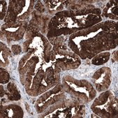 Monoclonal Anti-KLK3 antibody produced in mouse Prestige Antibodies&#174; Powered by Atlas Antibodies, clone CL9414, purified immunoglobulin, buffered aqueous glycerol solution