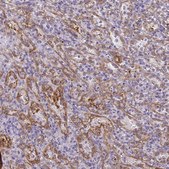 Anti-PDE2A antibody produced in rabbit Prestige Antibodies® Powered by Atlas Antibodies, affinity isolated antibody, buffered aqueous glycerol solution