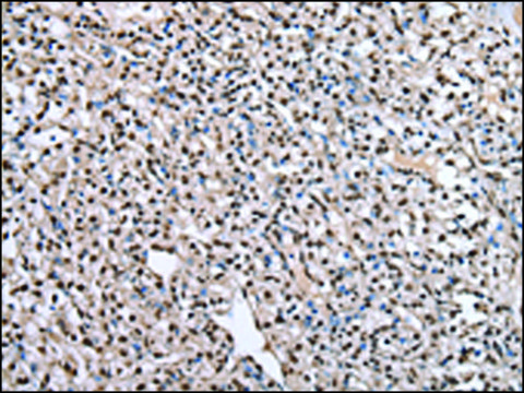 Anti-PTBP1 affinity isolated antibody