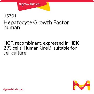 Hepatocyte Growth Factor human HGF, recombinant, expressed in HEK 293 cells, HumanKine®, suitable for cell culture