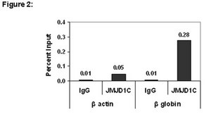 ChIPAb+ JMJD1C - ChIP Validated Antibody and Primer Set from rabbit, purified by affinity chromatography