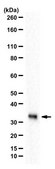Anti-Adiponectin Antibody from rabbit, purified by affinity chromatography