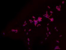 Rhodamine B labeled Polymyxin B Ready Made Solution For fluorescent microbial imaging, 1.1&#160;mg/mL in water
