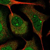 Anti-CCNI antibody produced in rabbit Prestige Antibodies&#174; Powered by Atlas Antibodies, affinity isolated antibody, buffered aqueous glycerol solution