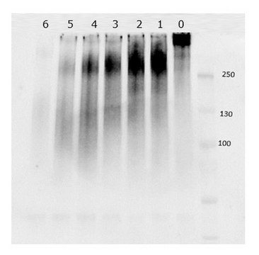 Mucin Degradation Enzyme for preparative digestions, powder