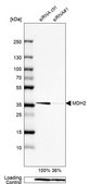 Anti-MDH2 antibody produced in rabbit Prestige Antibodies&#174; Powered by Atlas Antibodies, affinity isolated antibody, buffered aqueous glycerol solution