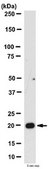 Anti-Arp2/3 complex Antibody, clone 13C9 clone 13C9, from mouse