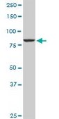 Anti-CUL4A antibody produced in rabbit purified immunoglobulin, buffered aqueous solution