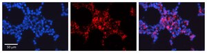 Anti-CDC42 antibody produced in rabbit affinity isolated antibody