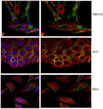 Anti-FIP200 Antibody, clone 14E11.2 clone 14E11.2, from mouse