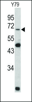 ANTI-LAMIN B2(C-TERMINAL) antibody produced in rabbit purified immunoglobulin, buffered aqueous solution