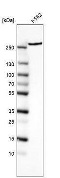 Monoclonal Anti-MTOR antibody produced in mouse Prestige Antibodies&#174; Powered by Atlas Antibodies, clone CL8228, purified immunoglobulin, buffered aqueous glycerol solution