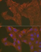 Anti- Caspase-3 antibody produced in rabbit