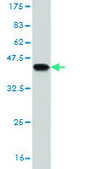 Monoclonal Anti-PAK2 antibody produced in mouse clone 1E1, purified immunoglobulin, buffered aqueous solution