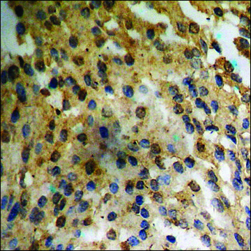 Anti-phospho-AurA (pSer342) antibody produced in rabbit affinity isolated antibody