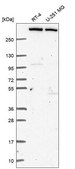 Anti-Kmt2C Antibody Produced In Rabbit Prestige Antibodies&#174; Powered by Atlas Antibodies, affinity isolated antibody, buffered aqueous glycerol solution