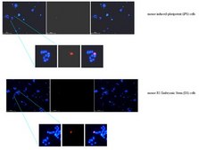 Anti-Zscan4 Antibody from rabbit, purified by affinity chromatography