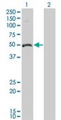 Monoclonal Anti-ODC1 antibody produced in mouse clone 2G5, purified immunoglobulin, buffered aqueous solution