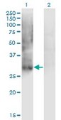 Monoclonal Anti-IPF1 antibody produced in mouse clone 4E12, purified immunoglobulin, buffered aqueous solution