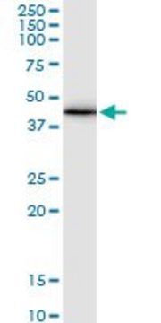 Monoclonal Anti-GJA1 antibody produced in mouse clone 3E5, purified immunoglobulin, buffered aqueous solution