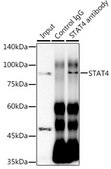 Anti-STAT4 Antibody, clone 10H10O9, Rabbit Monoclonal