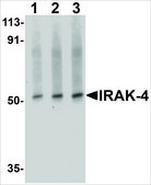 Anti-IRAK-4 antibody produced in rabbit affinity isolated antibody, buffered aqueous solution