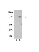 Anti-phospho-MKK7/SKK4 (Thr275/Ser277) Antibody Upstate&#174;, from rabbit