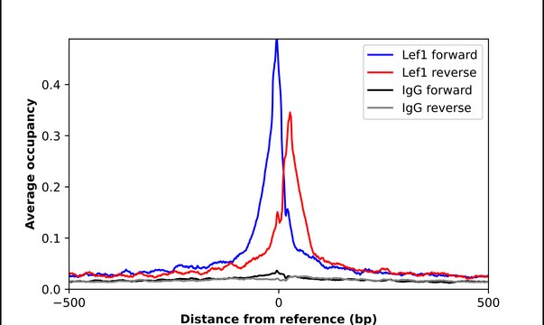 Anti-LEF1 antibody produced in rabbit Prestige Antibodies&#174; Powered by Atlas Antibodies, affinity isolated antibody, buffered aqueous glycerol solution