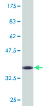 Monoclonal Anti-C9ORF26, (C-terminal) antibody produced in mouse clone 2D8, purified immunoglobulin, buffered aqueous solution
