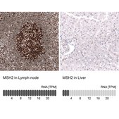 Monoclonal Anti-Msh2 Antibody Produced In Mouse Prestige Antibodies&#174; Powered by Atlas Antibodies, clone CL13724, affinity isolated antibody, buffered aqueous glycerol solution