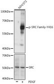 Anti-Phospho-SRC Family-Y416 antibody produced in rabbit