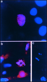 Anti-Cyclin B1 antibody produced in rabbit IgG fraction of antiserum, buffered aqueous solution