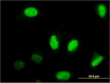 Monoclonal Anti-NFIB antibody produced in mouse clone 2D6, purified immunoglobulin, buffered aqueous solution