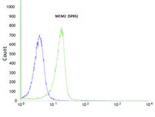 Anti-MCM2 antibody, Rabbit monoclonal recombinant, expressed in proprietary host, clone SP85, affinity isolated antibody