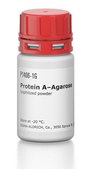 Protein&#160;A–Agarose lyophilized powder