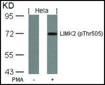 Anti-phospho-LIMK2 (pThr505) antibody produced in rabbit affinity isolated antibody