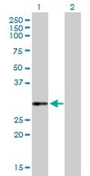 Anti-VWF antibody produced in rabbit purified immunoglobulin, buffered aqueous solution