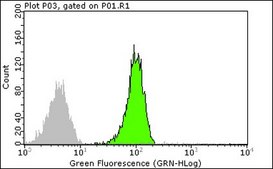 Anti-Ras Antibody, clone RAS10 clone RAS10, Upstate&#174;, from mouse
