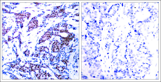 Anti-phospho-JUN (pSer73) antibody produced in rabbit affinity isolated antibody