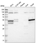Anti-STK17A antibody produced in rabbit Prestige Antibodies&#174; Powered by Atlas Antibodies, affinity isolated antibody