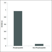 Anti-phospho-IRS-1 (pSer307) antibody produced in rabbit affinity isolated antibody
