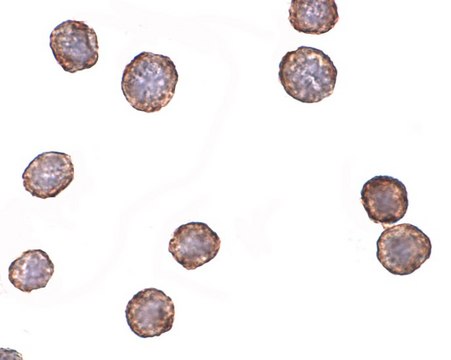 Anti-CXCR4-Lo antibody produced in rabbit purified immunoglobulin (IgG)